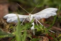 Pterophorus pentadactylus