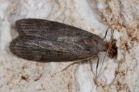 Lamoria anella