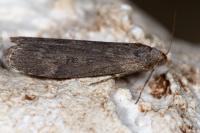 Lamoria anella