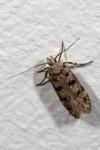 Bryotropha domestica