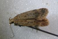 Pexicopia malvella
