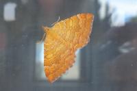 Camptogramma bilineata
