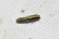 Monopis crocicapitella