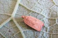Agonopterix irrorata