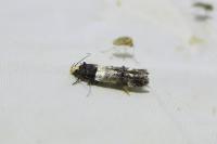 Recurvaria leucatella