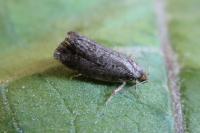 Neosphaleroptera nubilana