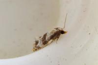 Phalonidia contractana