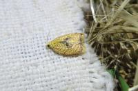 Acleris forsskaleana