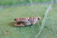 Epinotia abbreviana