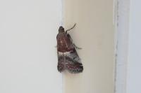 Acrobasis marmorea