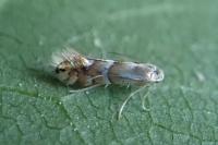 Phyllonorycter ulmifoliella