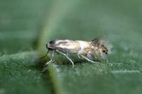Phyllonorycter ulmifoliella