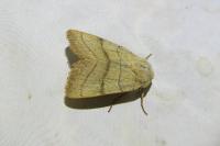 Charanyca trigrammica