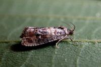 Piniphila bifasciana