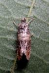 Piniphila bifasciana