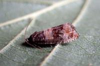 Piniphila bifasciana