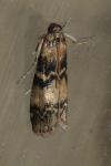 Euzophera pinguis