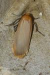 Katha depressa