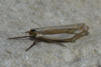 Crambus pascuella