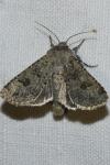 Anarta stigmosa