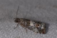 Notocelia trimaculana