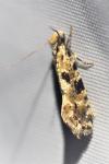 Nemapogon cloacellus/ruricolella