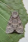 Acronicta megacephala