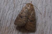 Hoplodrina octogenaria