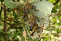 Malacosoma neustria
