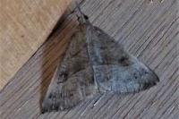 Hypena proboscidalis