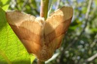Malacosoma neustria