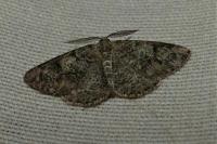 Cleorodes lichenaria
