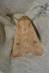 Mythimna vitellina
