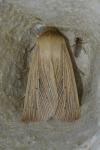 Mythimna pallens