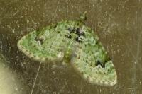 Chloroclystis v-ata