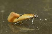 Batia lunaris