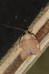 Carcina quercana