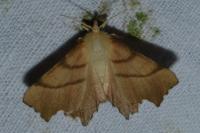 Ennomos erosaria