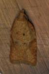 Acleris ferrugana/notana