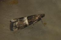 Elegia similella