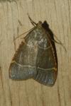 Hypsopygia glaucinalis