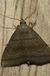Herminia tarsicrinalis