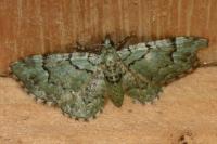 Pasiphila rectangulata