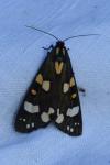 Callimorpha dominula
