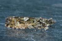 Zeiraphera isertana