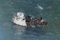 Hedya nubiferana