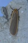 Katha depressa