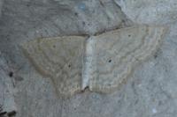 Scopula immutata