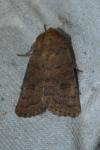 Hoplodrina octogenaria