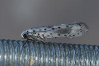 Yponomeuta irrorella
